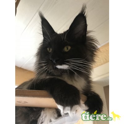 Conny, Maine Coon - Kater