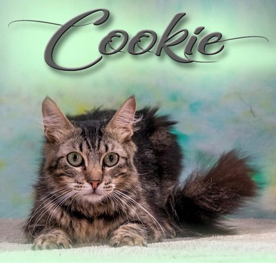 Cookie - ein sanfter Schmuser, Mix - Kater
