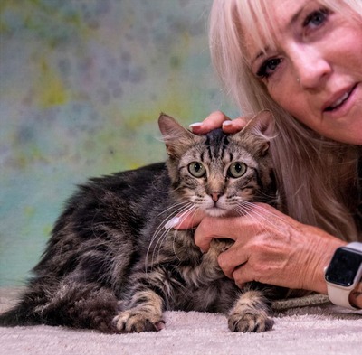 Cookie - ein sanfter Schmuser, Mix - Kater