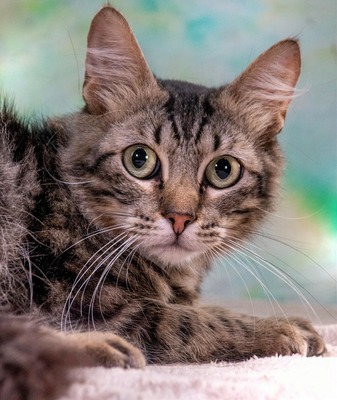 Cookie - ein sanfter Schmuser, Mix - Kater