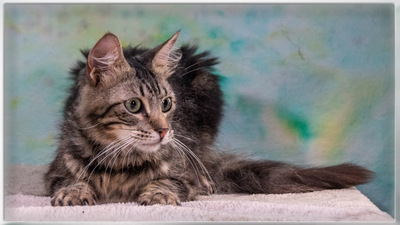 Cookie - ein sanfter Schmuser, Mix - Kater