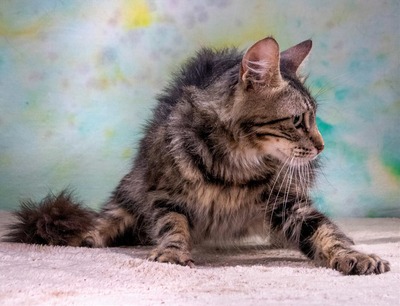 Cookie - ein sanfter Schmuser, Mix - Kater