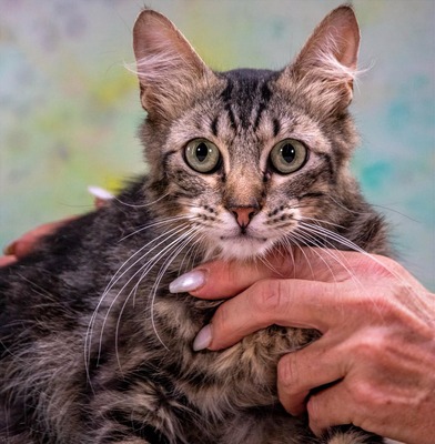 Cookie - ein sanfter Schmuser, Mix - Kater