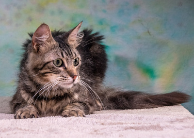 Cookie - ein sanfter Schmuser, Mix - Kater