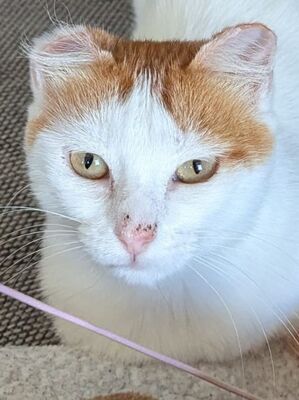 Coopi, Europäisch Kurzhaar - Katze