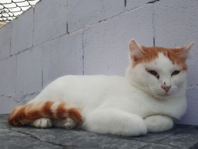 Coopi, Europäisch Kurzhaar - Katze