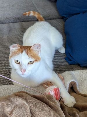 Coopi, Europäisch Kurzhaar - Katze