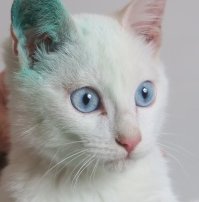 Copito, Jungtier - Kater