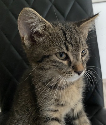 Cosmo, Hauskatze Jungtier - Kater