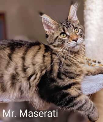 Coutset Maine Coons, Maine Coon - Kater