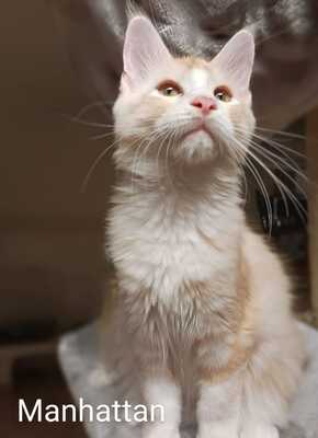 Coutset Maine Coons, Maine Coon - Kater