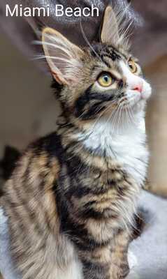 Coutset Maine Coons, Maine Coon - Kater