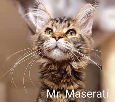 Coutset Maine Coons, Maine Coon - Kater