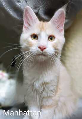 Coutset Maine Coons, Maine Coon - Kater