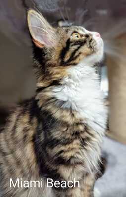 Coutset Maine Coons, Maine Coon - Kater