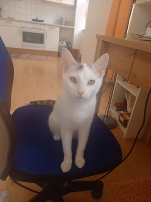 Cranberry, Ohne Rasse Jungtier - Katze