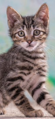 Cremoso - Charmeur auf Samtpfötchen, Mix Jungtier - Kater