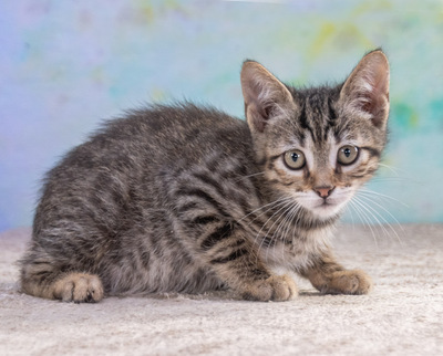 Cremoso - Charmeur auf Samtpfötchen, Mix Jungtier - Kater