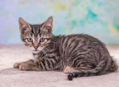 Cremoso - Charmeur auf Samtpfötchen, Mix Jungtier - Kater