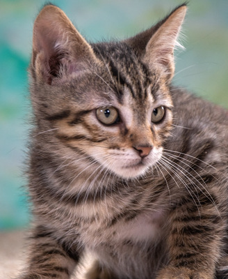 Cremoso - Charmeur auf Samtpfötchen, Mix - Kater
