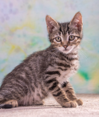 Cremoso - Charmeur auf Samtpfötchen, Mix - Kater