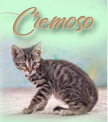 Cremoso - Charmeur auf Samtpfötchen, Mix - Kater