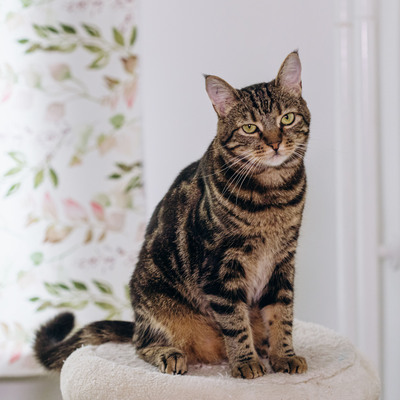 Cressida, EKH Jungtier - Katze