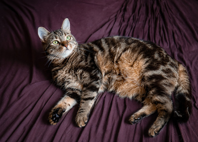 Cressida, Europäische Kurzhaarig Jungtier - Katze