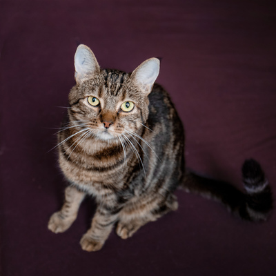 Cressida, Europäische Kurzhaarig Jungtier - Katze