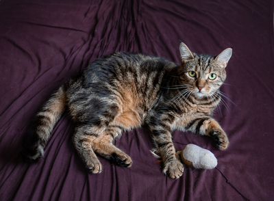 Cressida, Europäische Kurzhaarig Jungtier - Katze