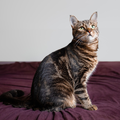 Cressida, Europäische Kurzhaarig Jungtier - Katze