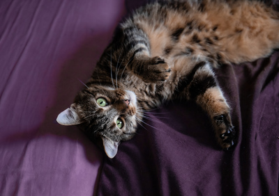 Cressida, Europäische Kurzhaarig Jungtier - Katze