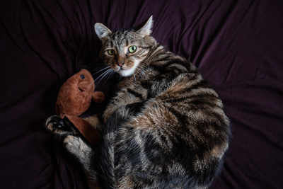 Cressida, Europäische Kurzhaarig Jungtier - Katze