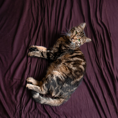 Cressida, Europäische Kurzhaarig Jungtier - Katze