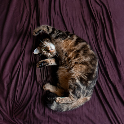 Cressida, Europäische Kurzhaarig Jungtier - Katze