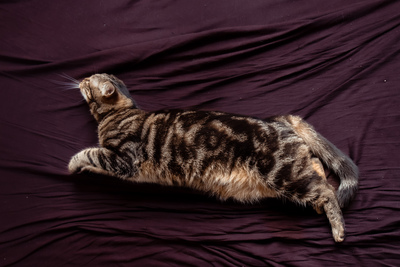 Cressida, Europäische Kurzhaarig Jungtier - Katze