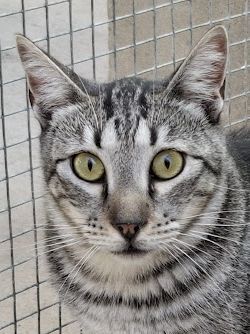 Cris, Europäisch Kurzhaar - Kater