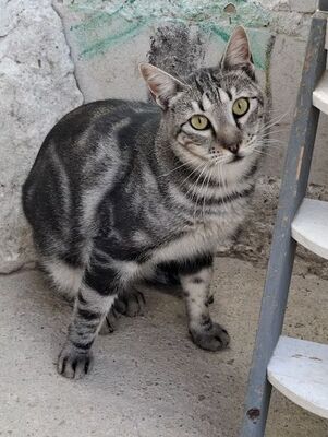 Cris, Europäisch Kurzhaar - Kater