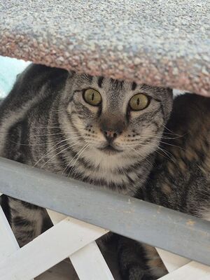 Cris, Europäisch Kurzhaar - Kater