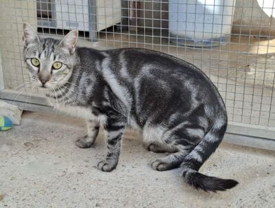 Cris, Europäisch Kurzhaar - Kater