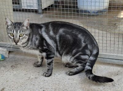 Cris, Europäisch Kurzhaar - Kater
