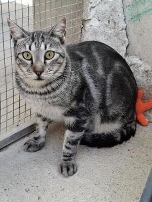 Cris (geb. Mai 2024) - EKH-Kater, EKH - Kater