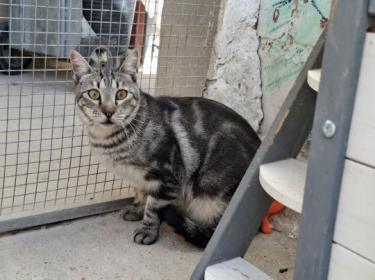 Cris (geb. Mai 2024) - EKH-Kater, EKH - Kater