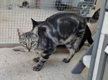 Cris (geb. Mai 2024) - EKH-Kater, EKH - Kater