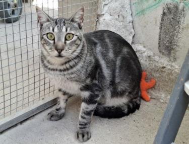 Cris (geb. Mai 2024) - EKH-Kater, EKH - Kater