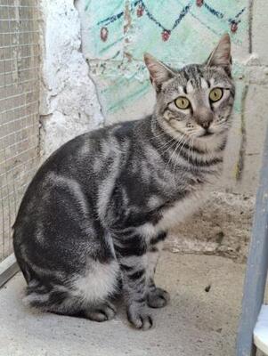 Cris (geb. Mai 2024) - EKH-Kater, EKH - Kater