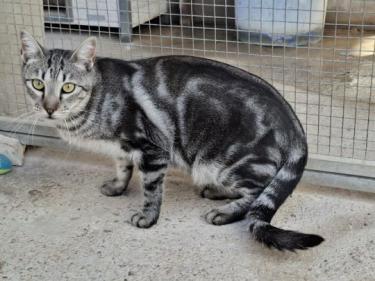 Cris (geb. Mai 2024) - EKH-Kater, EKH - Kater