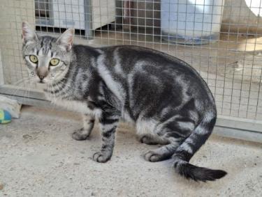 Cris (geb. Mai 2024) - EKH-Kater, EKH - Kater