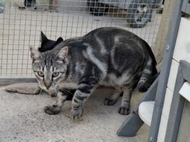 Cris (geb. Mai 2024) - EKH-Kater, EKH - Kater