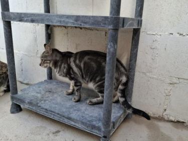 Cris (geb. Mai 2024) - EKH-Kater, EKH - Kater
